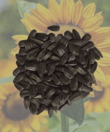 słonecznik czarny nasiona