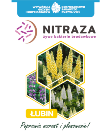 nitraza łubin