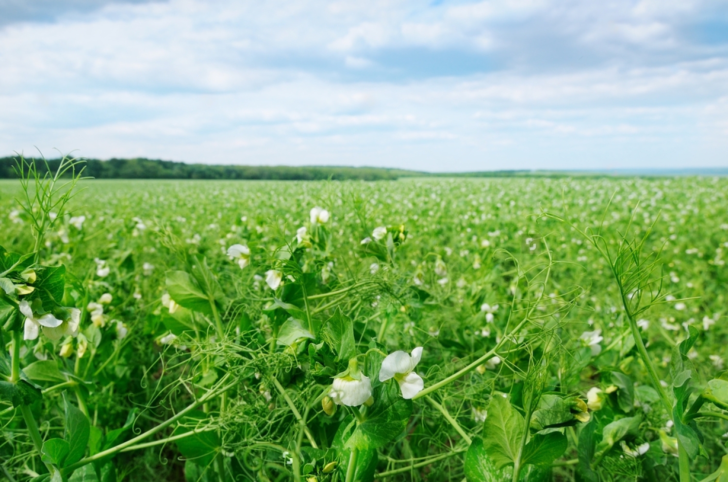 stock photo field with flowering peas and blue sky 184489859 transformed
