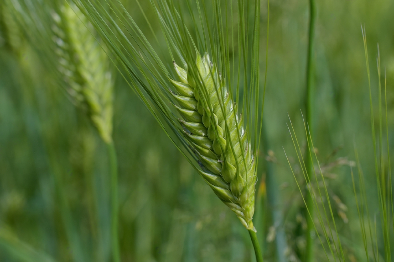 stock photo ripening bearded barley it is a member of the grass family is a major cereal grain grown in 1744337774 transformed